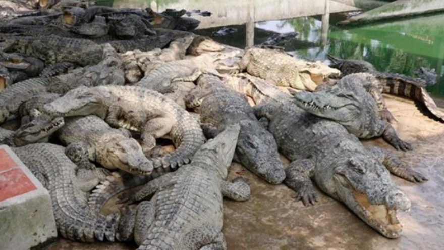 Expanding export opportunities for crocodile industry